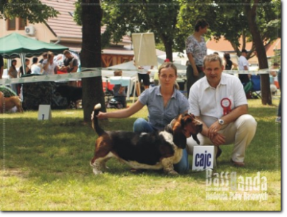 hodowla bassetów Vlado Piskay (Sk)