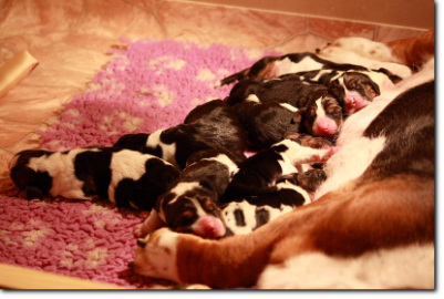 hodowla basset hound
