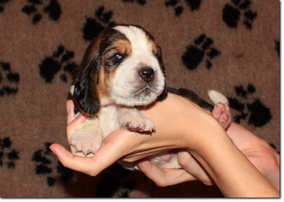 szczenięta basset hound