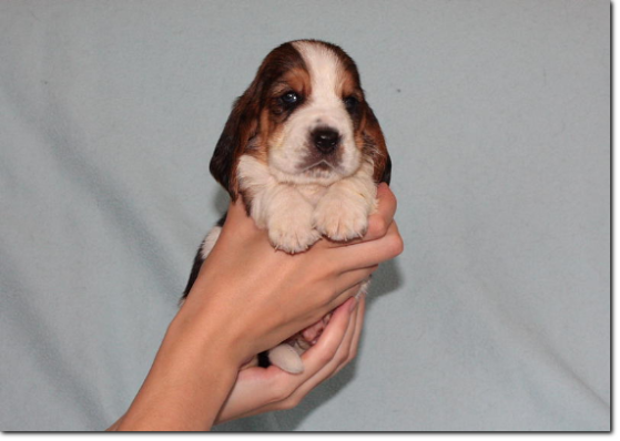 szczenięta basset hound