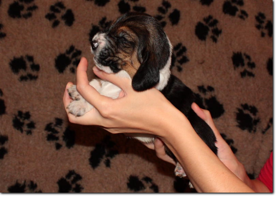 szczenięta basset hound