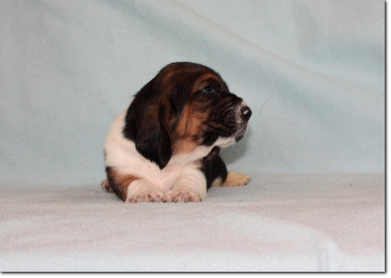 szczenięta basset hound