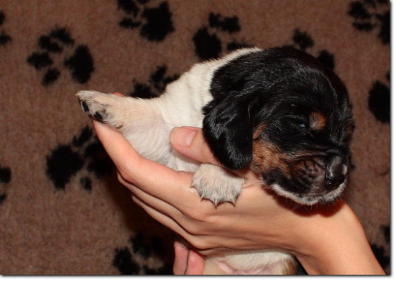 szczenięta basset hound