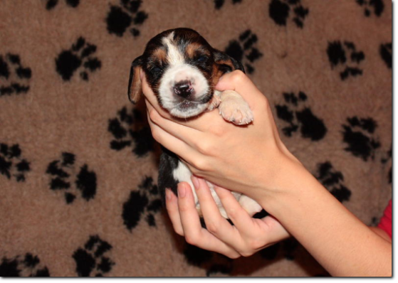 szczenięta basset hound