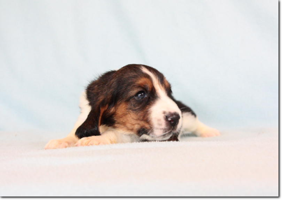 szczenięta basset hound