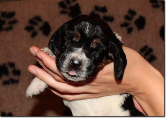 szczenięta basset hound