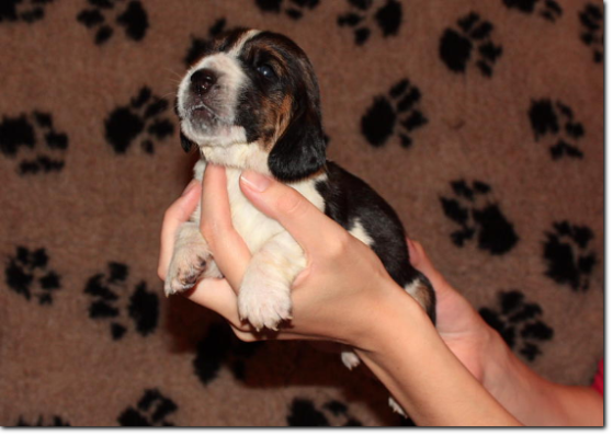 szczenięta basset hound