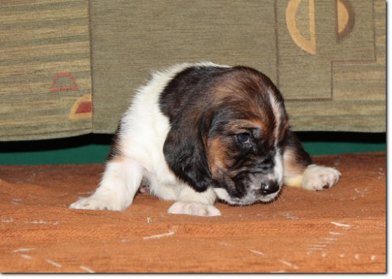 szczenięta basset hound