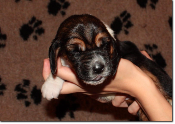 szczenięta basset hound