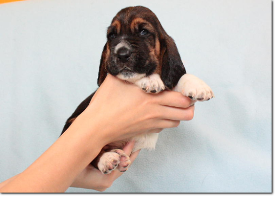 szczenięta basset hound