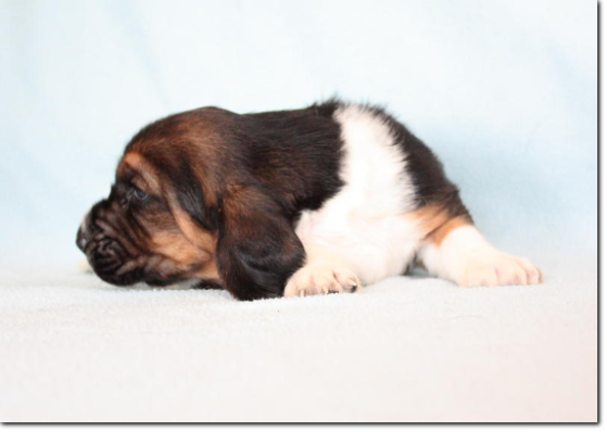 szczenięta basset hound