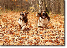 basset hound kennel