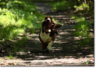 basset hound run