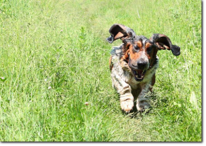runing basset hound