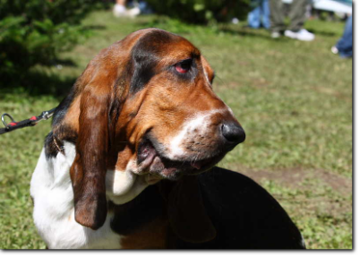 Basset