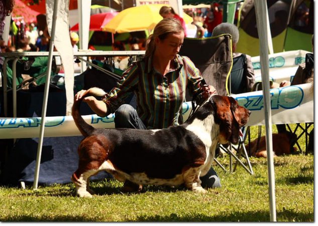 basset hound wystawy