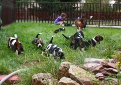 szczeni-ta-basset-hound-34.jpg