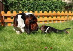 szczeni-ta-basset-hound-41.jpg