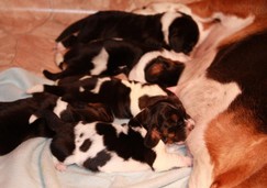 basset-hound-puppies03.jpg