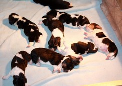 basset-hound-puppies07.jpg
