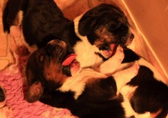 basset-hound-puppies08.jpg
