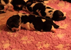 basset-hound-puppies09.jpg