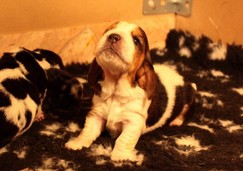 szczeni-ta-basset-hound-27.jpg