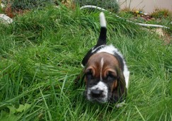 szczeni-ta-basset-hound-33.jpg