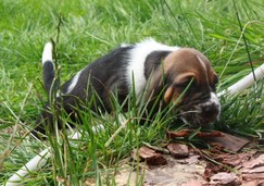 szczeni-ta-basset-hound-38.jpg