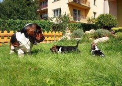 szczeni-ta-basset-hound-40.jpg