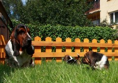 szczeni-ta-basset-hound-42.jpg