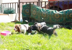 szczeni-ta-basset-hound-48.jpg