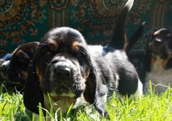 szczeni-ta-basset-hound-54.jpg