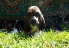 szczeni-ta-basset-hound-55.jpg