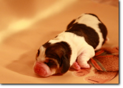 basset-puppie-boyI-01.png