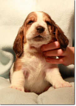 basset-puppie-boyI-04.png