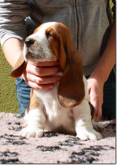 basset-puppie-boyI-10.png