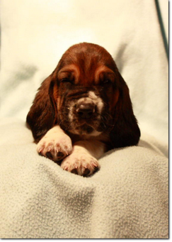 basset-puppie-boyII-04.png