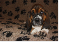 basset-puppie-boyII-08.png