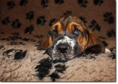 basset-puppie-boyII-09.png