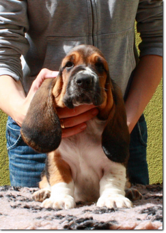 basset-puppie-boyII-10.png