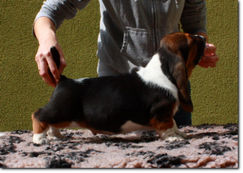 basset-puppie-boyII-11.png