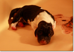 basset-puppies-girl1-01_475in61d.png