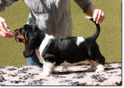 basset-puppies-girl1-12.png