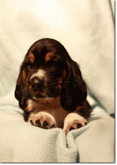 basset-puppie-girl2-06.png