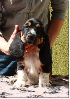 basset-puppie-girl2-10.png