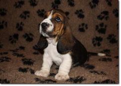 basset-puppie-girl4-07.png