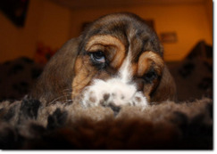 basset-puppie-girl4-08.png