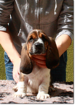 basset-puppie-girl5-010.png