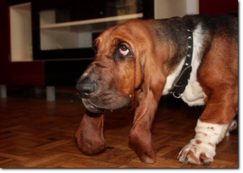 Basset-hound-hodowla099.png